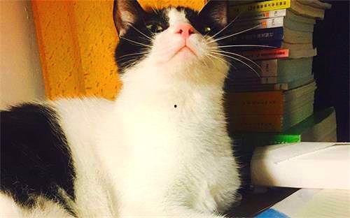 娱乐吃瓜酱猫妈妈视频下载