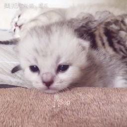 娱乐吃瓜酱猫妈妈视频下载