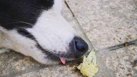 小鹿吃瓜娱乐,揭秘娱乐圈幕后趣闻