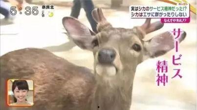 小鹿吃瓜娱乐,揭秘娱乐圈幕后趣闻